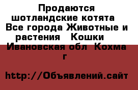Продаются шотландские котята - Все города Животные и растения » Кошки   . Ивановская обл.,Кохма г.